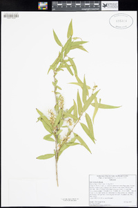 Salix lasiandra image