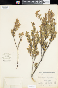 Arctostaphylos myrtifolia image