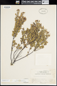 Arctostaphylos myrtifolia image