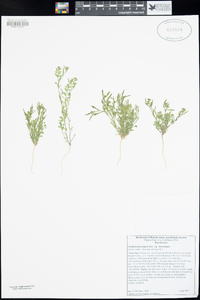 Lepidium lasiocarpum subsp. lasiocarpum image