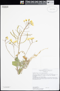 Chylismia brevipes subsp. brevipes image