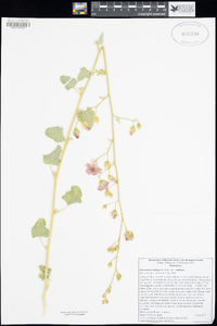 Sphaeralcea ambigua var. ambigua image