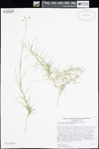 Eremogone macradenia var. macradenia image