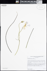 Calochortus flexuosus image