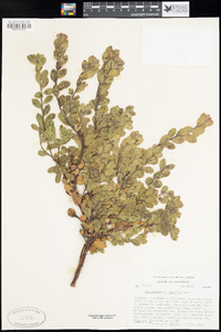 Arctostaphylos pacifica image