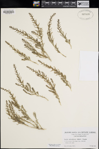 Suaeda calceoliformis image