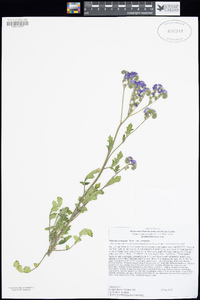 Phacelia crenulata image