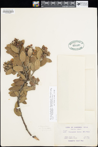 Arctostaphylos tomentosa subsp. bracteosa image