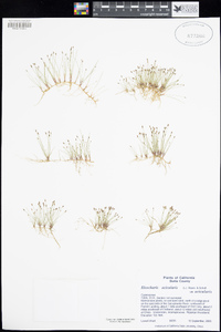 Eleocharis acicularis image