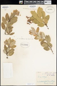 Arctostaphylos crustacea subsp. insulicola image