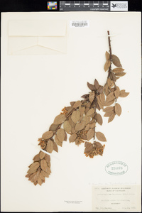 Arctostaphylos tomentosa subsp. bracteosa image
