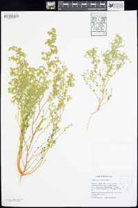 Chenopodium nevadense image