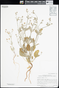 Eriogonum vestitum image
