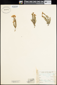 Cassiope mertensiana image
