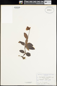 Chimaphila menziesii image