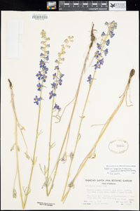 Delphinium hesperium subsp. cuyamacae image