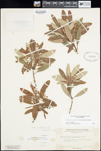 Comarostaphylis diversifolia subsp. diversifolia image