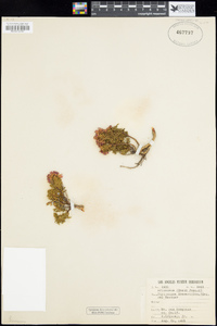 Phyllodoce breweri image