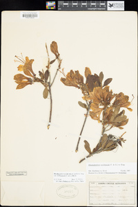 Rhododendron occidentale image