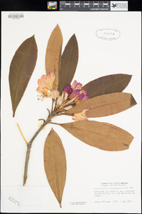 Rhododendron macrophyllum image