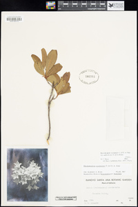 Rhododendron occidentale image