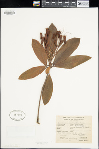 Rhododendron macrophyllum image