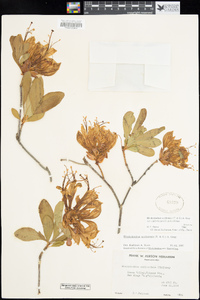 Rhododendron occidentale image