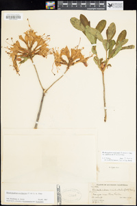 Rhododendron occidentale image