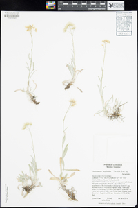 Antennaria luzuloides subsp. luzuloides image