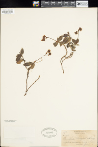 Chimaphila menziesii image