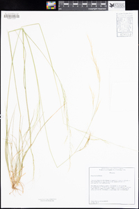 Stipa lepida image