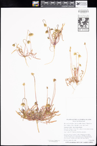 Microseris douglasii image