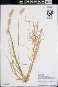 Phalaris minor image