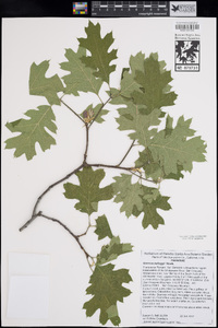 Quercus kelloggii image