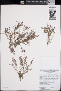 Euphorbia polycarpa image