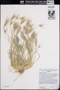 Hordeum murinum image