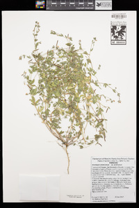 Acmispon americanus var. americanus image