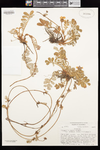 Potentilla anserina image