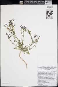 Gilia brecciarum image