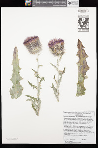 Cirsium occidentale var. californicum image