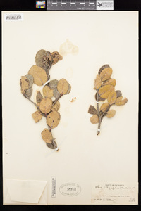 Rhus integrifolia image