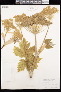 Heracleum maximum image