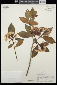 Kalmia latifolia image
