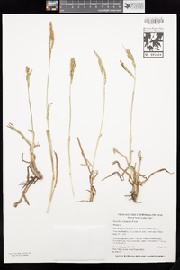 Paspalum dilatatum image