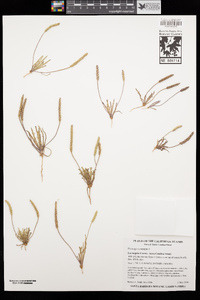 Plantago coronopus image