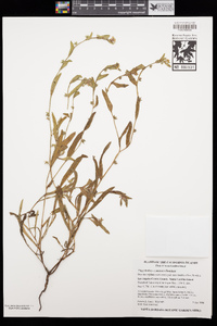 Plagiobothrys canescens image