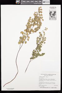 Adiantum jordanii image