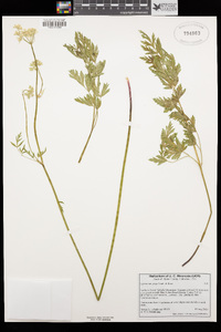 Ligusticum grayi image