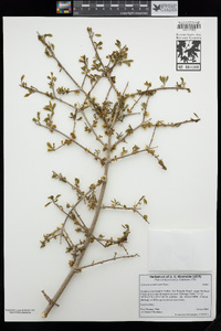 Forestiera pubescens image