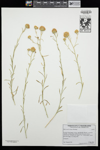 Eastwoodia elegans image